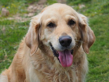 Close-up portrait of golden retriever on field