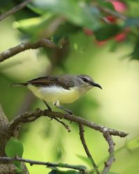 Close-up of bird perching on branch