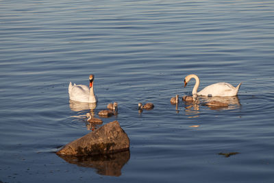 Ducks swimming in lake