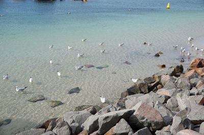 Flock of birds swimming in sea