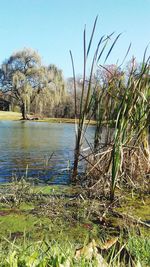 Scenic view of lake against clear sky