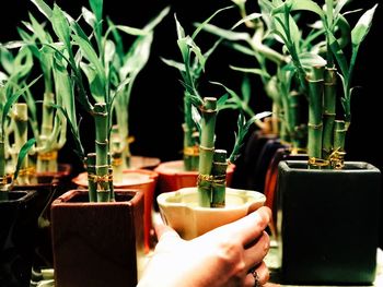 Group of bamboo plants and human hand