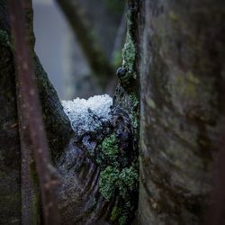 Tree trunk in forest