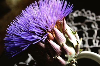 Close-up of purple flower