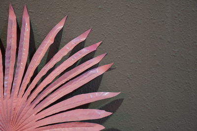 High angle view of pink flowering plant