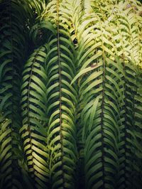 Close-up of palm tree leaves