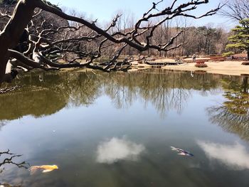 Reflection of bare trees in lake