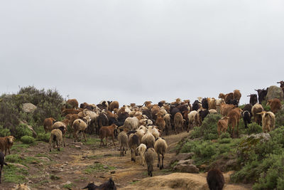 Sheep on field against clear sky
