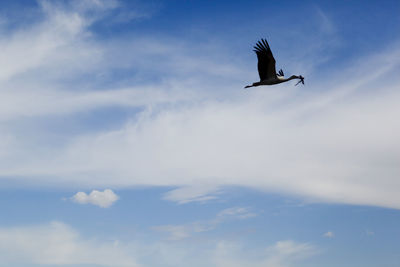 Low angle view of seagull flying in sky