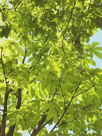 Low angle view of tree