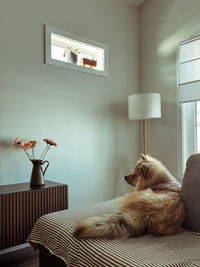 Close-up of dog sitting on bed at home