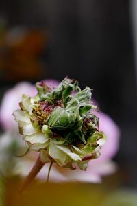 Close-up of rose on plant