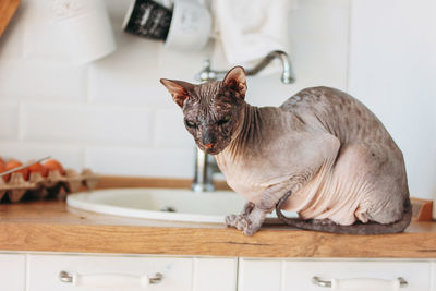 Purebred bald sphynx cat grey tabby sitting on the kitchen