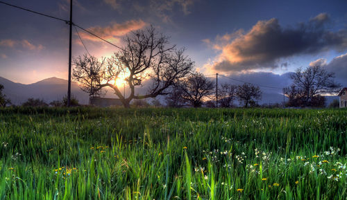 Scenic view of field against sky during sunset
