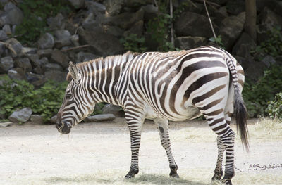 Zebra in a zoo