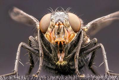 Extreme close-up of insect