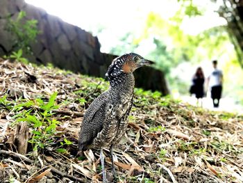 Close-up of bird on field