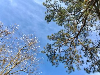 Low angle view of trees against blue sky