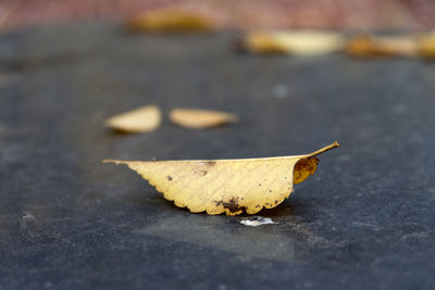 Close-up of yellow leaf on street