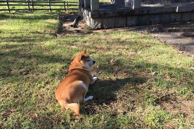 View of dog sitting on grass