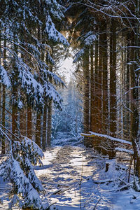 Snow covered trees in forest