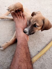 Close-up of hand holding puppy