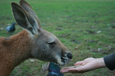 Cropped image of hands feeding kangaroo