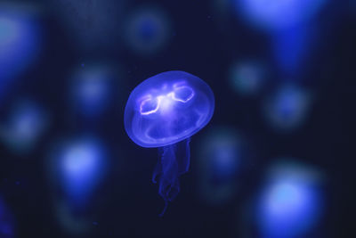 Close-up of jellyfish swimming underwater