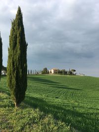 Scenic view of agricultural field against sky