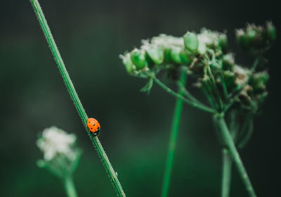 Close-up of ladybug on plant