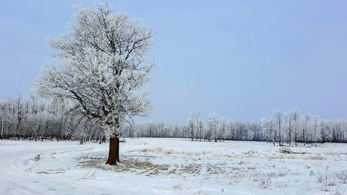 Snow covered trees against clear sky