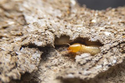 Close-up of insect on rock