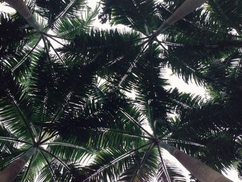 Low angle view of palm tree