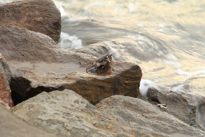 Close-up of rocks in sea