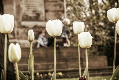 Close-up of flowers against blurred background