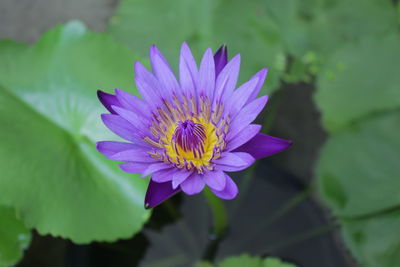 Close-up of purple lotus water lily
