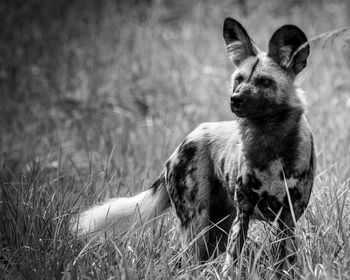 Portrait of dog sitting on field