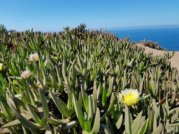 Close-up of flowers blooming by sea against sky