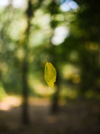 Close-up of plant leaves during autumn