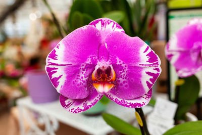 Close-up of pink orchid