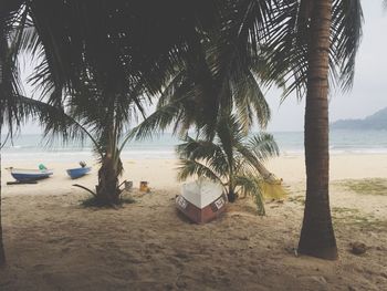 Palm trees on beach