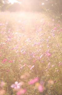 Close-up of pink flowers