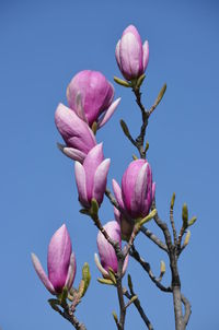 Close-up of pink flowering plant against clear sky