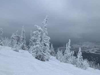 Pine trees on snow covered land against sky