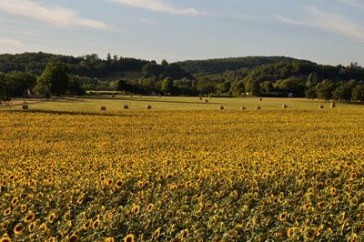 Scenic view of agricultural field against sky