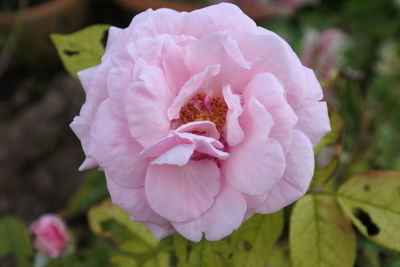 Close-up of pink rose