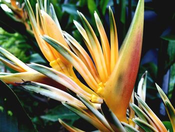 Close-up of flower blooming outdoors