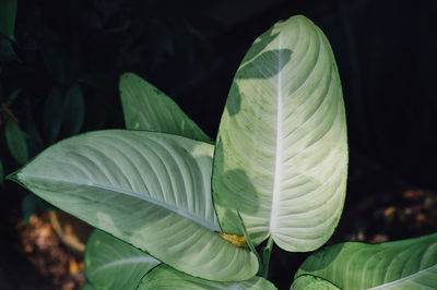 Close-up of green leaves on white flowering plant