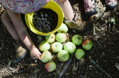 Overhead view of girl collecting apples and blackberries