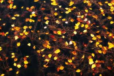 High angle view of maple leaves during autumn